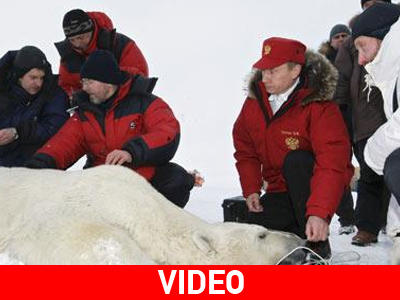 Ο Πούτιν και η πολική αρκούδα