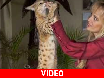 Η ψηλότερη γάτα… με τη βούλα!