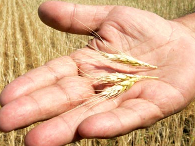 Ρωσία: «Δεν εισάγουμε δημητριακά»