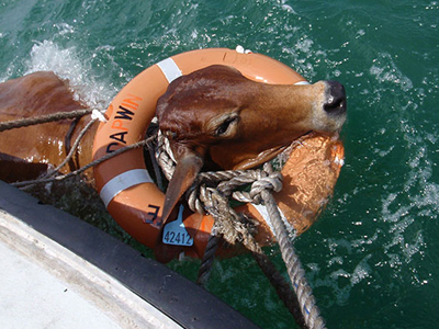 Αγελάδα… στη θάλασσα!