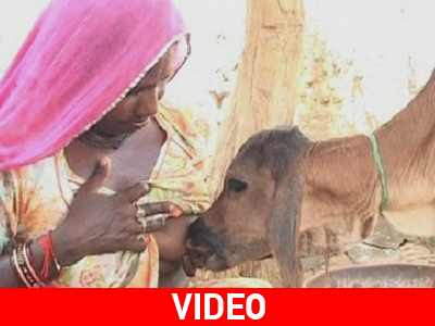 Γυναίκα θηλάζει… μοσχάρι