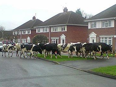 Οι αγελάδες… το’ σκασαν