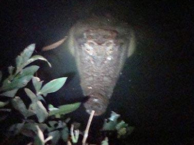 Ψάρεψε… κροκόδειλο