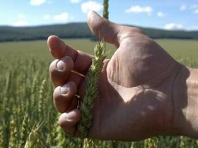 «Σχεδόν μηδαμινή» επίπτωση από το εμπάργκο σιτηρών