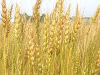 Κερδοσκοπία πίσω από τα σιτηρά