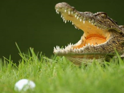 Κροκόδειλος με έφεση… στο γκόλφ