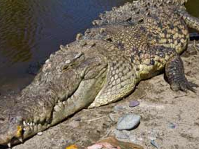 Επέζησε από επίθεση κροκόδειλου