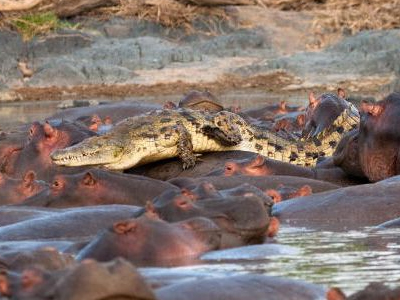 Στο λάκκο με τους… ιπποπόταμους