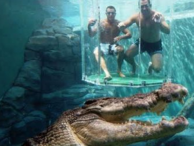 Κολύμπι… με κροκόδειλους