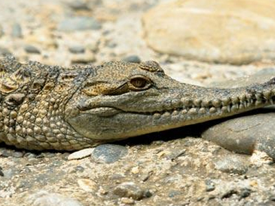 Κροκόδειλος με έφεση… στο αερόμπικ