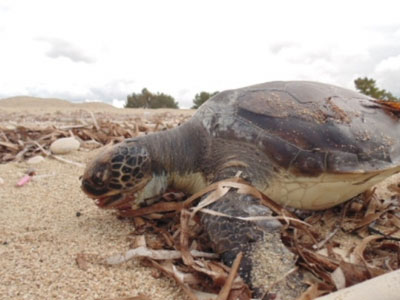 Νεκρές θαλάσσιες χελώνες στη Λευκάδα