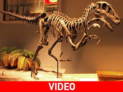 Δεινόσαυροι προς πώληση