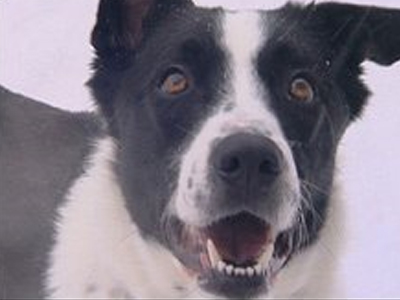 Ο σκύλος που μιλάει… ξένες γλώσσες