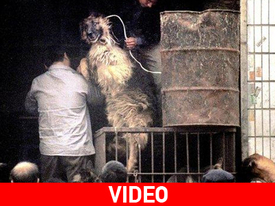 Τέλος στην κατανάλωση σκύλων και γατών στην Κίνα;