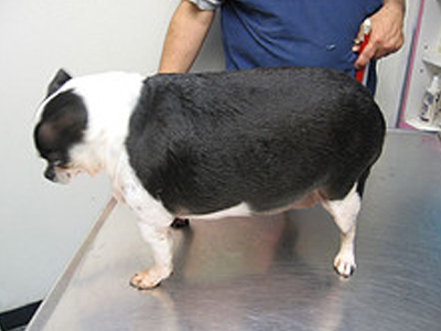 Bootcamp… για σκύλους