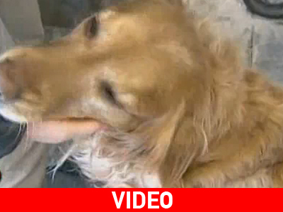 Σκύλος κατάπιε διαμάντι αξίας 20.000 δολαρίων