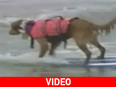 Σκυλιά κάνουν surfing!