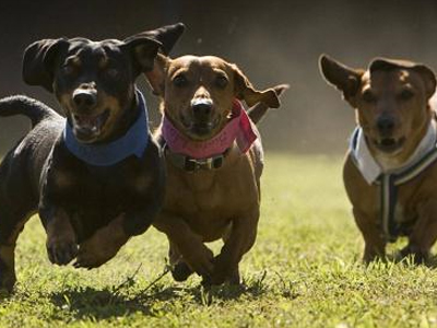 “Ανοιχτά βιβλία” οι άνθρωποι… για τα σκυλιά