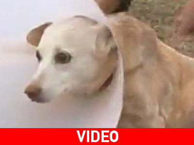 Εγχείρισε τον σκύλο του λόγω… οικονομικής στενότητας