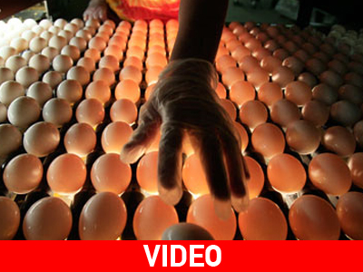 Μαζική ανάκληση αυγών στις ΗΠΑ