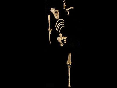 Ανακαλύφθηκε νέος πρόγονος του ανθρώπου