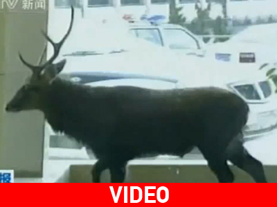 Ελάφι… σε ξενοδοχείο