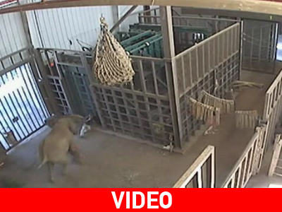 Μαινόμενος… ελέφαντας