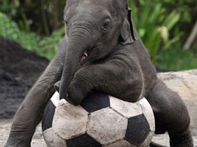 Ελεφαντάκι… ποδοσφαιριστής