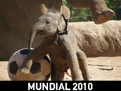Mundial… για ελέφαντες