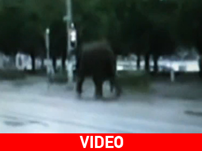 Ελέφαντας… ξεπόρτισε