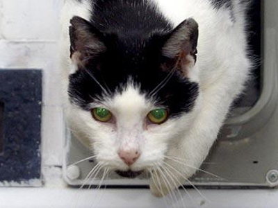 Η γάτα-τιμωρός των ταχυδρόμων