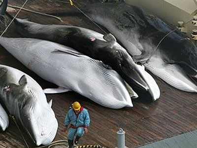 Άκαρπες οι συνομιλίες για τη φαλαινοθηρία