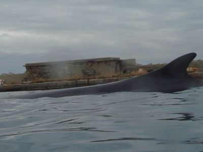 Μία φάλαινα στο λιμάνι!