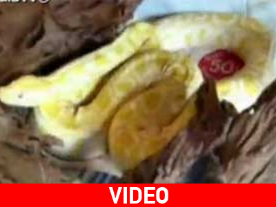 Πύθωνας… εθισμένος στην κοκαΐνη