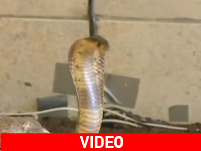 Τον έζωσαν τα φίδια…