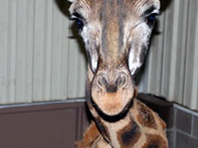 Στράβωσε… η καμηλοπάρδαλη