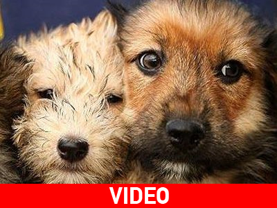 Και τα ζώα θέλουν… τον δικηγόρο τους