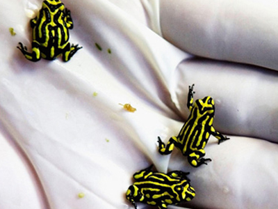 Τρεις βάτραχοι σταμάτησαν κατασκευή ιππόδρομου!