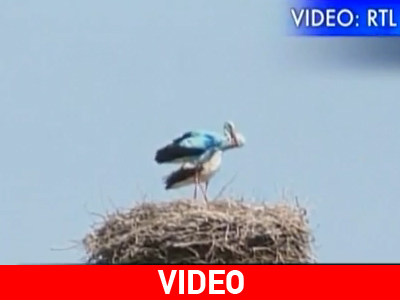 Πελαργός… με μπλε φτερά!