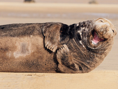 Όταν οι φώκιες γελάνε…
