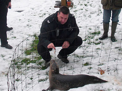 Rudolph… η φώκια