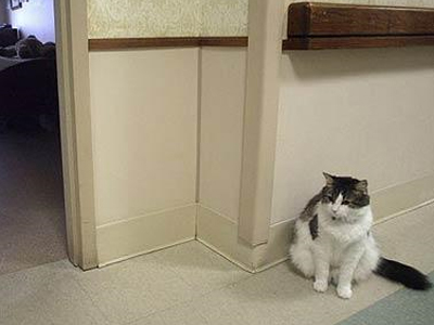 Γάτα προβλέπει τον θάνατο!