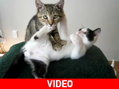 Γατίσιο… μασάζ