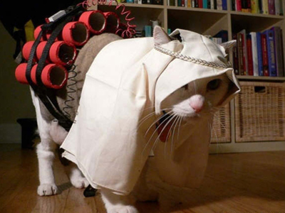 Γάτα… Ταλιμπάν