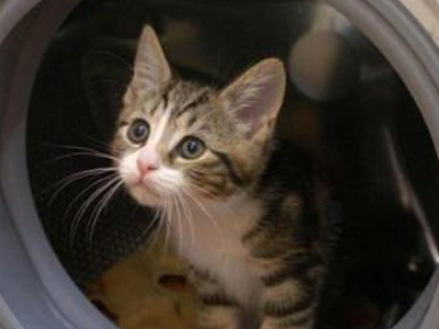 Γάτα… πλύθηκε βιολογικώς!