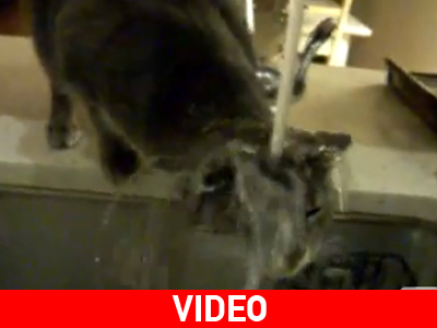 Η γάτα που λατρεύει το μπάνιο