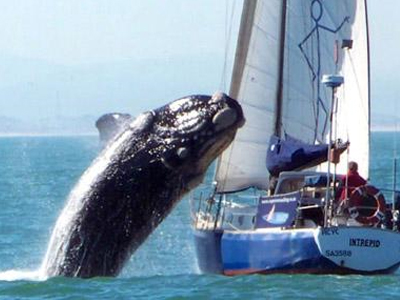 Τους ήρθε φάλαινα… σφοντύλι