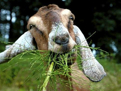 Σφάζει κατσίκες για το «κακό μάτι»