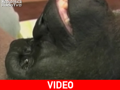 Γορίλας … στο χειρουργείο