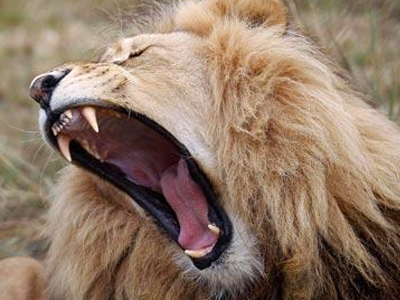Χάμπουργκερ… από λιοντάρι!